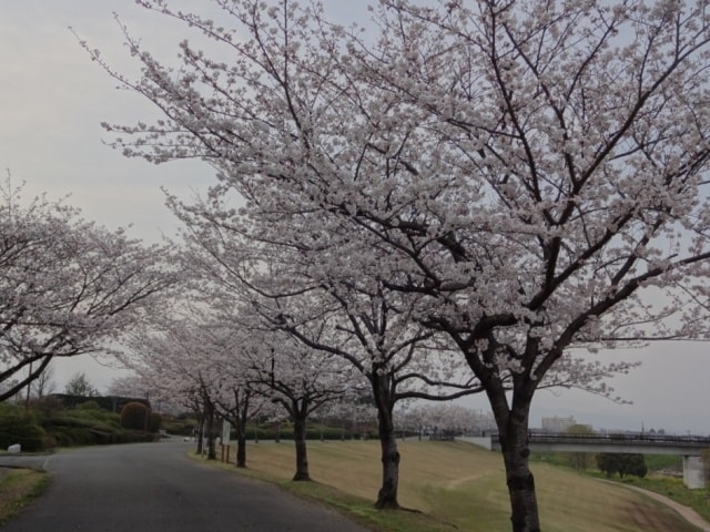 桜 見ごろ 久留米百年公園 福岡県 の観光イベント情報 ゆこゆこ