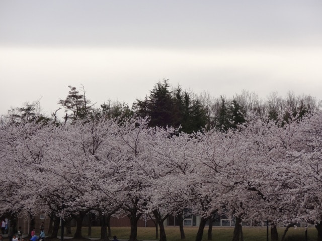 桜 見ごろ 加賀市中央公園 石川県 の観光イベント情報 ゆこゆこ