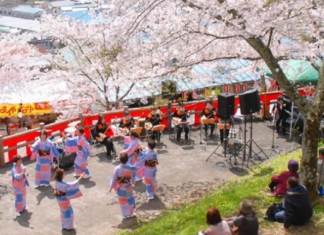 桜 見ごろ 橋本市高野口公園 和歌山県 の観光イベント情報 ゆこゆこ