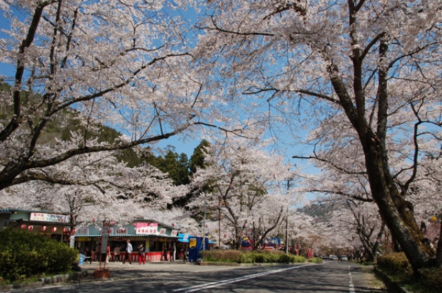 桜 見ごろ 寺尾ケ原千本桜公園 岐阜県 の観光イベント情報 ゆこゆこ