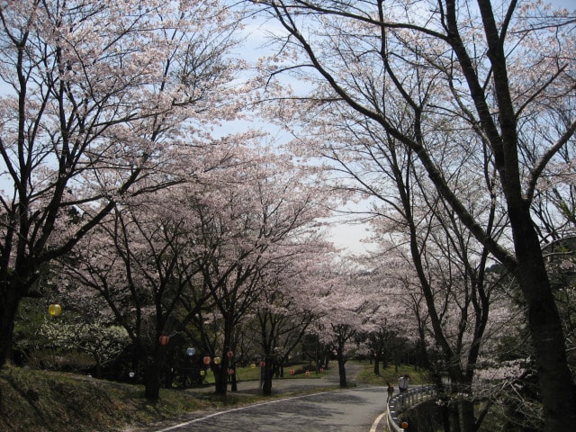 桜 見ごろ うぐいすの里 茨城県 の観光イベント情報 ゆこゆこ