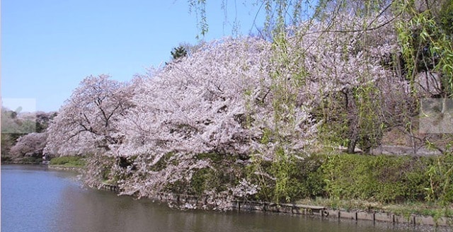 桜 見ごろ 県立三ツ池公園 神奈川県 の観光イベント情報 ゆこゆこ
