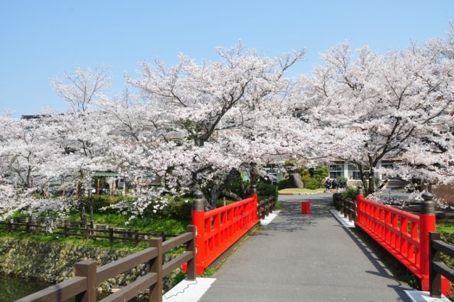 桜 見ごろ 鹿野城跡公園 鳥取県 の観光イベント情報 ゆこゆこ