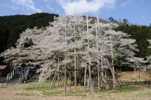 桜 見ごろ 根尾谷淡墨桜 岐阜県 の観光イベント情報 ゆこゆこ