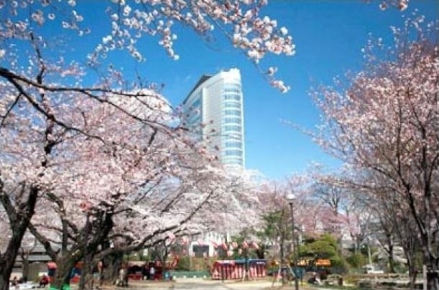桜 見ごろ 高崎公園 群馬県 の観光イベント情報 ゆこゆこ