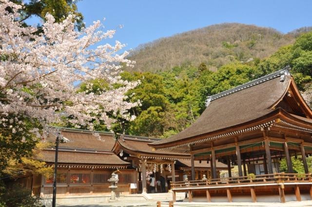 桜 見ごろ 出雲大神宮 京都府 の観光イベント情報 ゆこゆこ