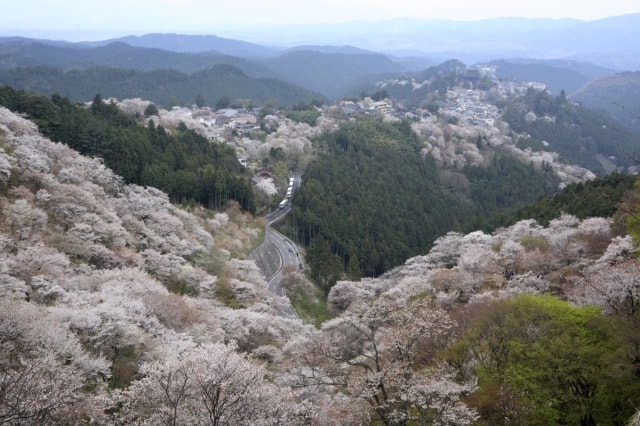 吉野山 桜まつり 奈良県 の観光イベント情報 ゆこゆこ