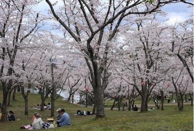 桜 見ごろ 萩尾公園 大分県 の観光イベント情報 ゆこゆこ