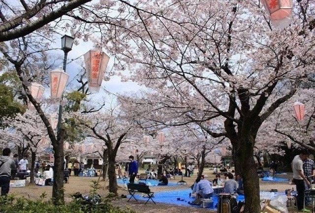 桜 見ごろ 亀山公園 大分県 の観光イベント情報 ゆこゆこ