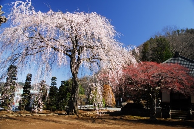 桜 見ごろ 西願寺の枝垂桜 山梨県 の観光イベント情報 ゆこゆこ