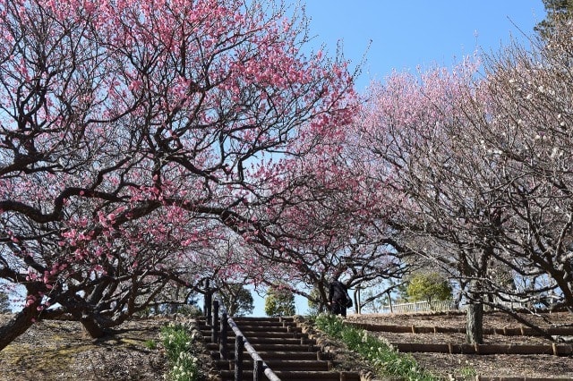 花 見ごろ あけぼの山農業公園の梅 千葉県 の観光イベント情報 ゆこゆこ