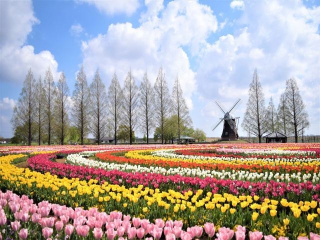 花 見ごろ あけぼの山農業公園のチューリップ 千葉県 の観光イベント情報 ゆこゆこ