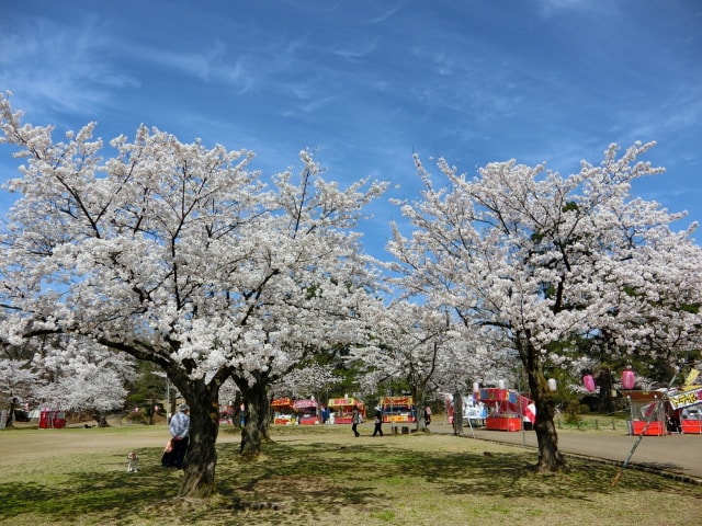 桜 見ごろ 悠久山公園 新潟県 の観光イベント情報 ゆこゆこ