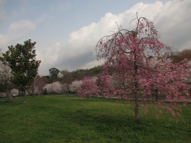 桜・見ごろ】山田池公園（大阪府）の観光イベント情報｜ゆこゆこ