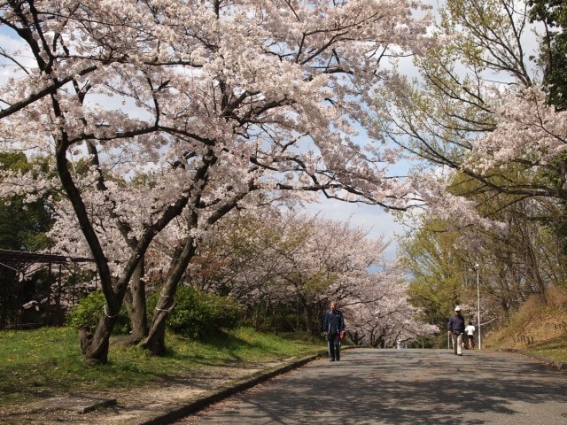 桜 見ごろ 服部緑地 大阪府 の観光イベント情報 ゆこゆこ