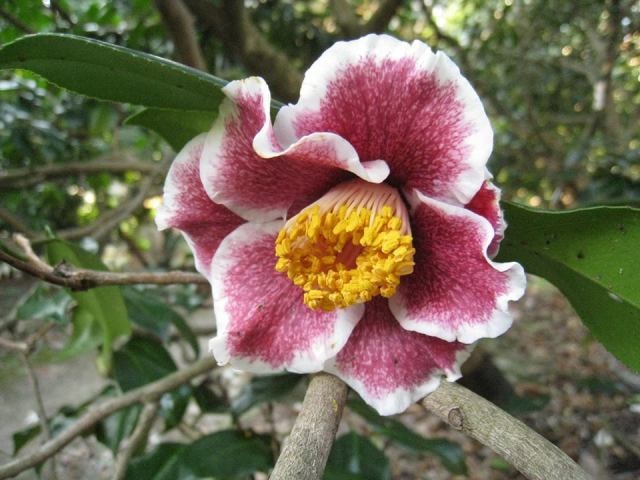 花 見ごろ 服部緑地都市緑化植物園 ツバキ 大阪府 の観光イベント情報 ゆこゆこ