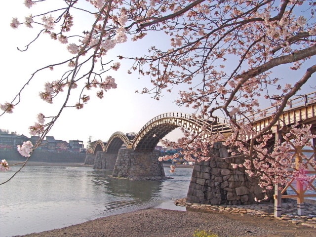 桜 見ごろ 錦帯橋 山口県 の観光イベント情報 ゆこゆこ