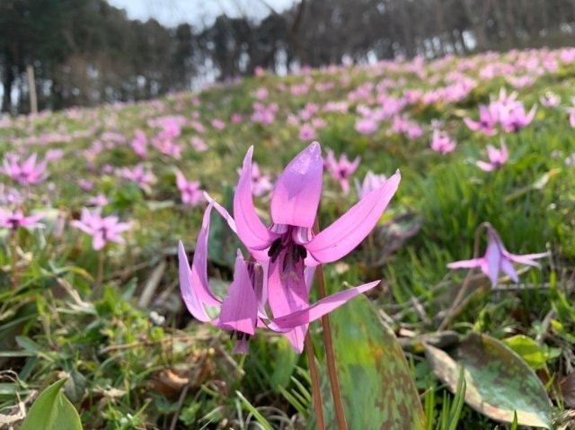 花 見ごろ 埼玉県小川町 カタクリ 埼玉県 の観光イベント情報 ゆこゆこ