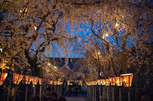 桜 見ごろ 三嶋大社 静岡県 の観光イベント情報 ゆこゆこ