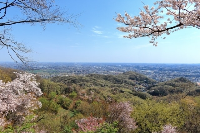 Trail Walk 埼玉 お花見トレイルウォーク 鐘撞堂山 埼玉県 の観光イベント情報 ゆこゆこ