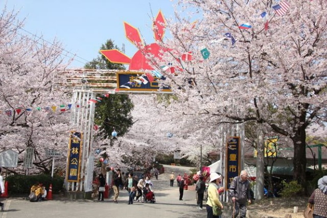 朝日山森林公園桜まつり 中止となりました 香川県 の観光イベント情報 ゆこゆこ