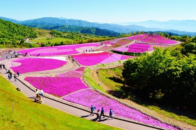 21 茶臼山高原 芝桜まつり 愛知県 の観光イベント情報 ゆこゆこ
