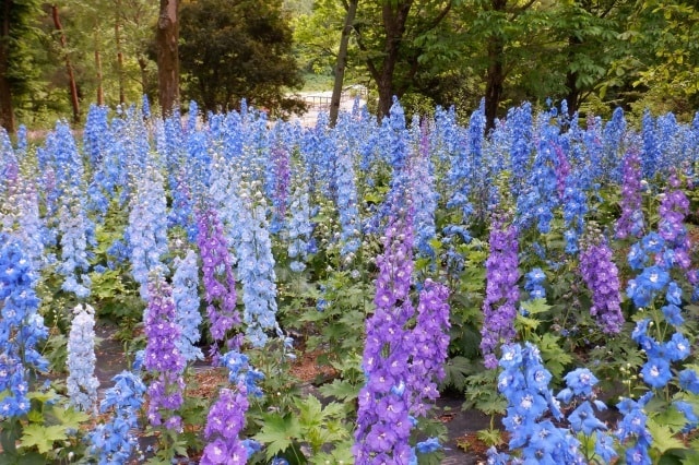 花 見ごろ 国営武蔵丘陵森林公園 デルフィニウム 中止となりました 埼玉県 の観光イベント情報 ゆこゆこ