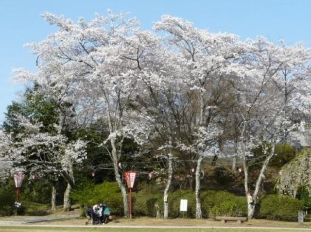 桜 見ごろ 尾関山公園 広島県 の観光イベント情報 ゆこゆこ