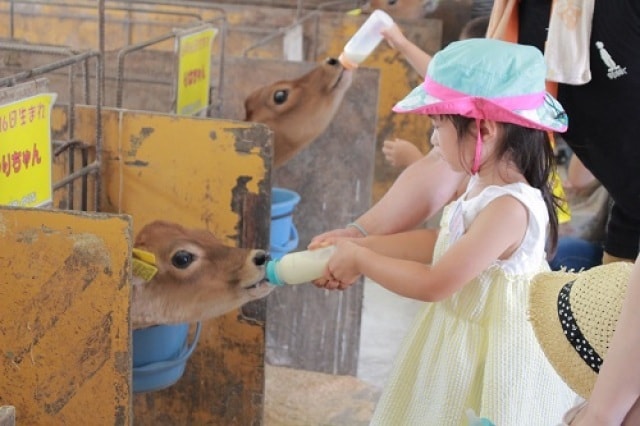 成田ゆめ牧場 牛さんの飼育係 3月 千葉県 の観光イベント情報 ゆこゆこ