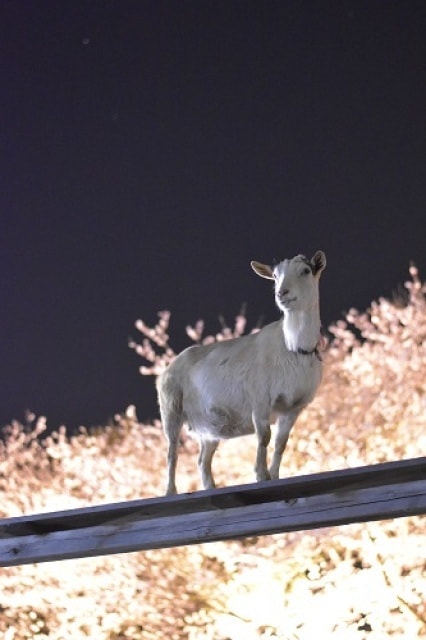 成田ゆめ牧場 夜桜ライトアップ 千葉県 の観光イベント情報 ゆこゆこ