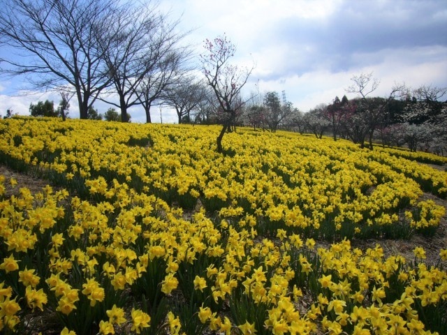 花 見ごろ 東那須野公園 水仙 栃木県 の観光イベント情報 ゆこゆこ