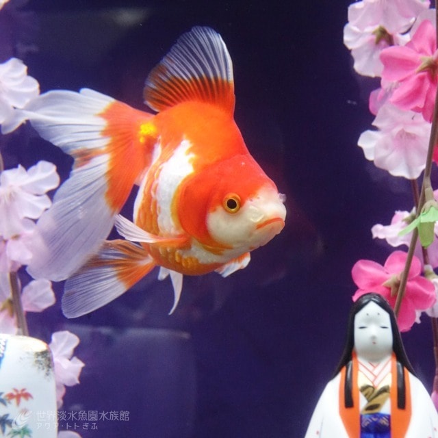 テーマ水槽 金魚がふわり ひなまつり 岐阜県 の観光イベント情報 ゆこゆこ