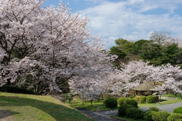 夜桜のライトアップ ときわ公園 山口県 の観光イベント情報 ゆこゆこ