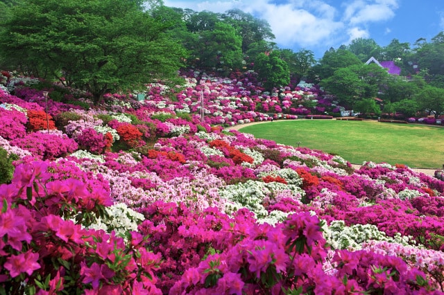 花 見ごろ 西山公園のつつじ 福井県 の観光イベント情報 ゆこゆこ