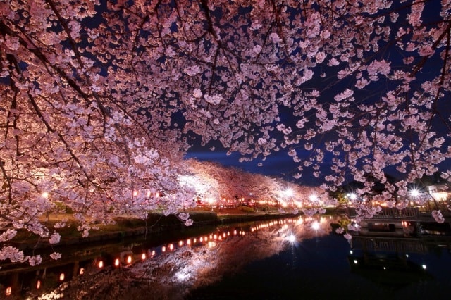 桜まつり 桜のライトアップ 埼玉県 の観光イベント情報 ゆこゆこ