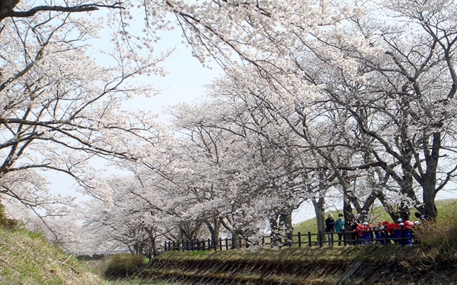 桜 見ごろ 笹原川千本桜 福島県 の観光イベント情報 ゆこゆこ