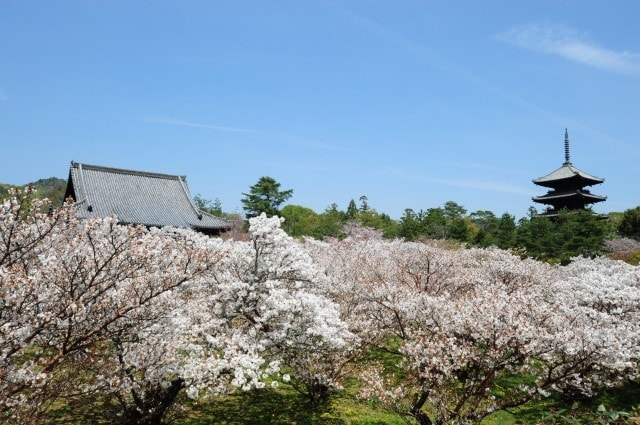 御室花まつり 京都府 の観光イベント情報 ゆこゆこ