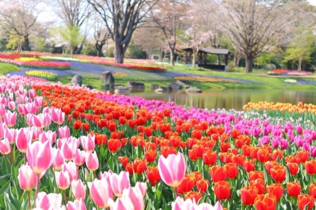 国営昭和記念公園 Flower Festival 21 中止となりました 東京都 の観光イベント情報 ゆこゆこ