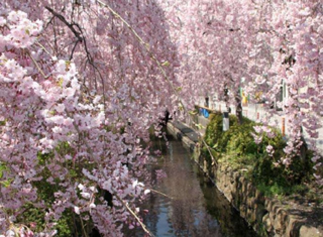 かまがわ 川床 桜まつり 栃木県 の観光イベント情報 ゆこゆこ