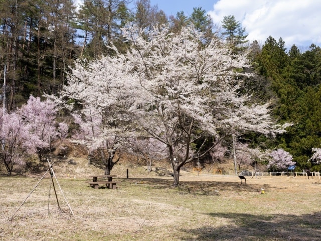 三ッ峠さくら公園の夜間桜ライトアップ 山梨県 の観光イベント情報 ゆこゆこ