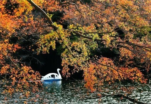 紅葉 見ごろ 鎌北湖 埼玉県 の観光イベント情報 ゆこゆこ