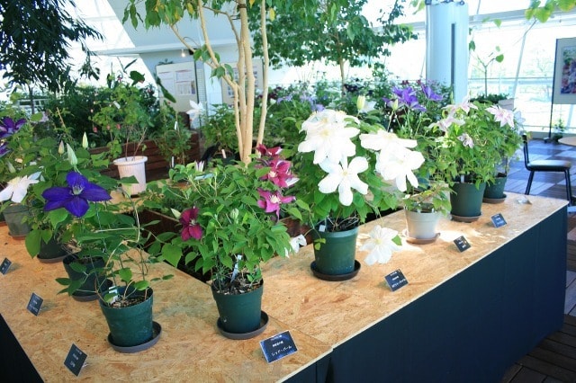 花と緑の展示 クレマチス展 愛知県 の観光イベント情報 ゆこゆこ