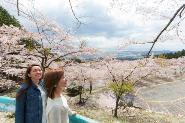 桜 見ごろ びわ湖バレイ 滋賀県 の観光イベント情報 ゆこゆこ