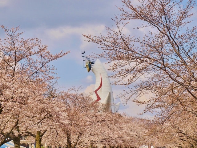万博記念公園桜まつり 大阪府 の観光イベント情報 ゆこゆこ