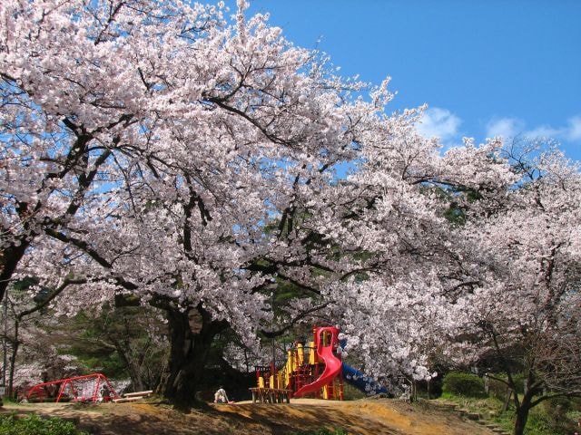 桜 見ごろ 村松公園 新潟県 の観光イベント情報 ゆこゆこ