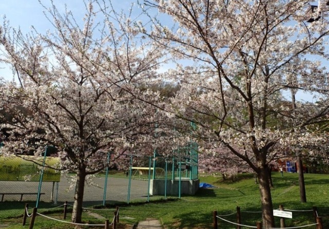 桜 見ごろ 円山公園 北海道 の観光イベント情報 ゆこゆこ
