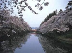 桜 見ごろ 米沢城址 松が岬公園 山形県 の観光イベント情報 ゆこゆこ