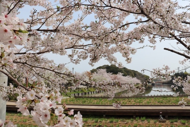 桜 見ごろ 香川県立亀鶴公園 香川県 の観光イベント情報 ゆこゆこ