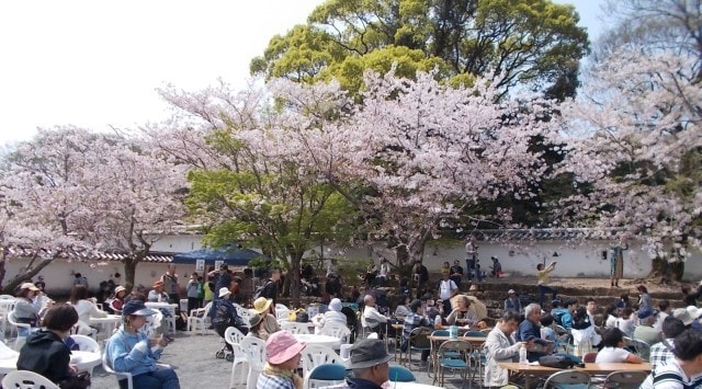 大村桜まつり シュガーロード大村すい つ祭り さくらカフェ 長崎県 の観光イベント情報 ゆこゆこ