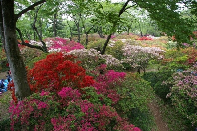 清水公園つつじまつり 中止となりました 千葉県 の観光イベント情報 ゆこゆこ